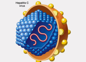 Анализ ПЦР на гепатит С