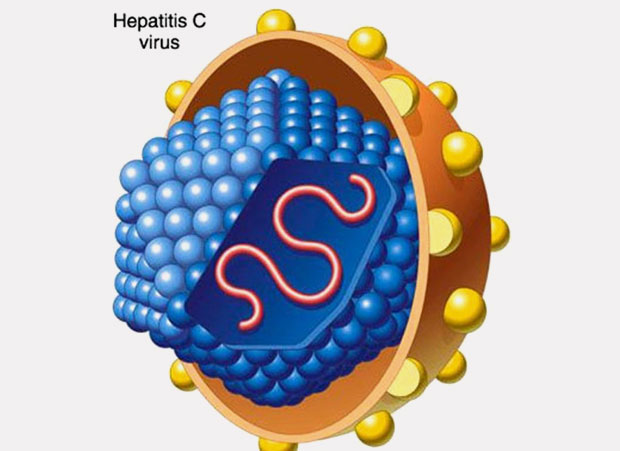 Сколько времени живет гепатита С