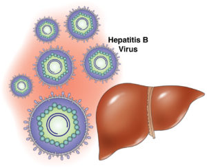 печень и вирус гепатита 