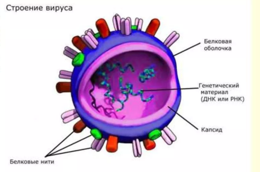 микробиология гепатита Б
