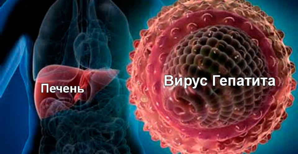 Лечение вирусных гепатитов